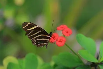 Secret Garden Daire Cabarete Dominik Cumhuriyeti